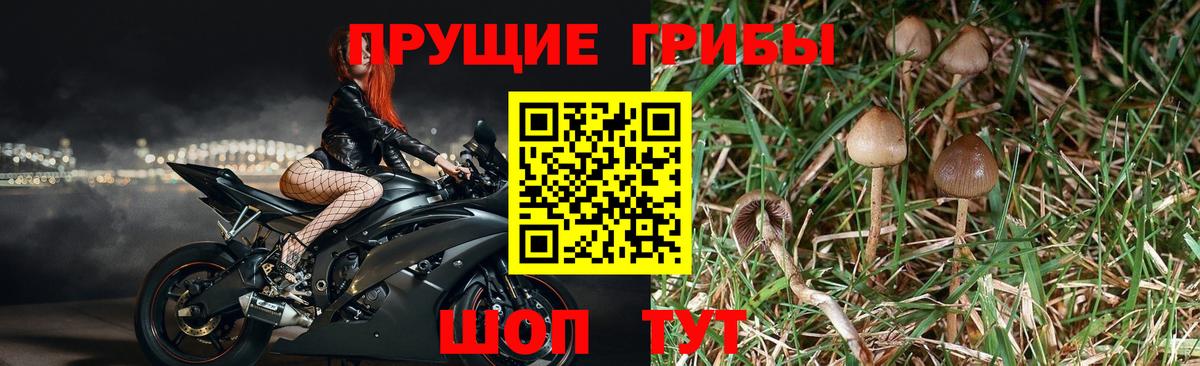 купить наркотики цена  Псилоцибиновые грибы Psilocybine cubensis  Кизилюрт  Вход с VPN  Псилоцибиновые грибы GOLDEN TEACHER 